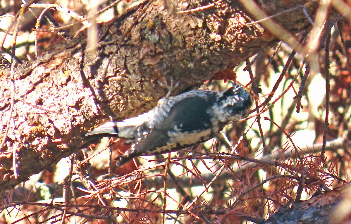 Amerika Üç Parmaklı Ağaçkakanı - ML644714918