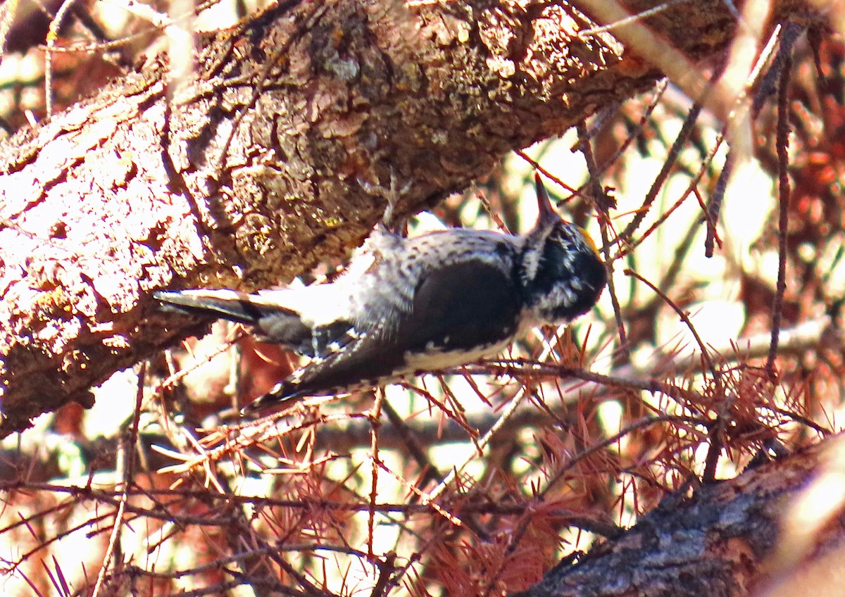 Amerika Üç Parmaklı Ağaçkakanı - ML644714919