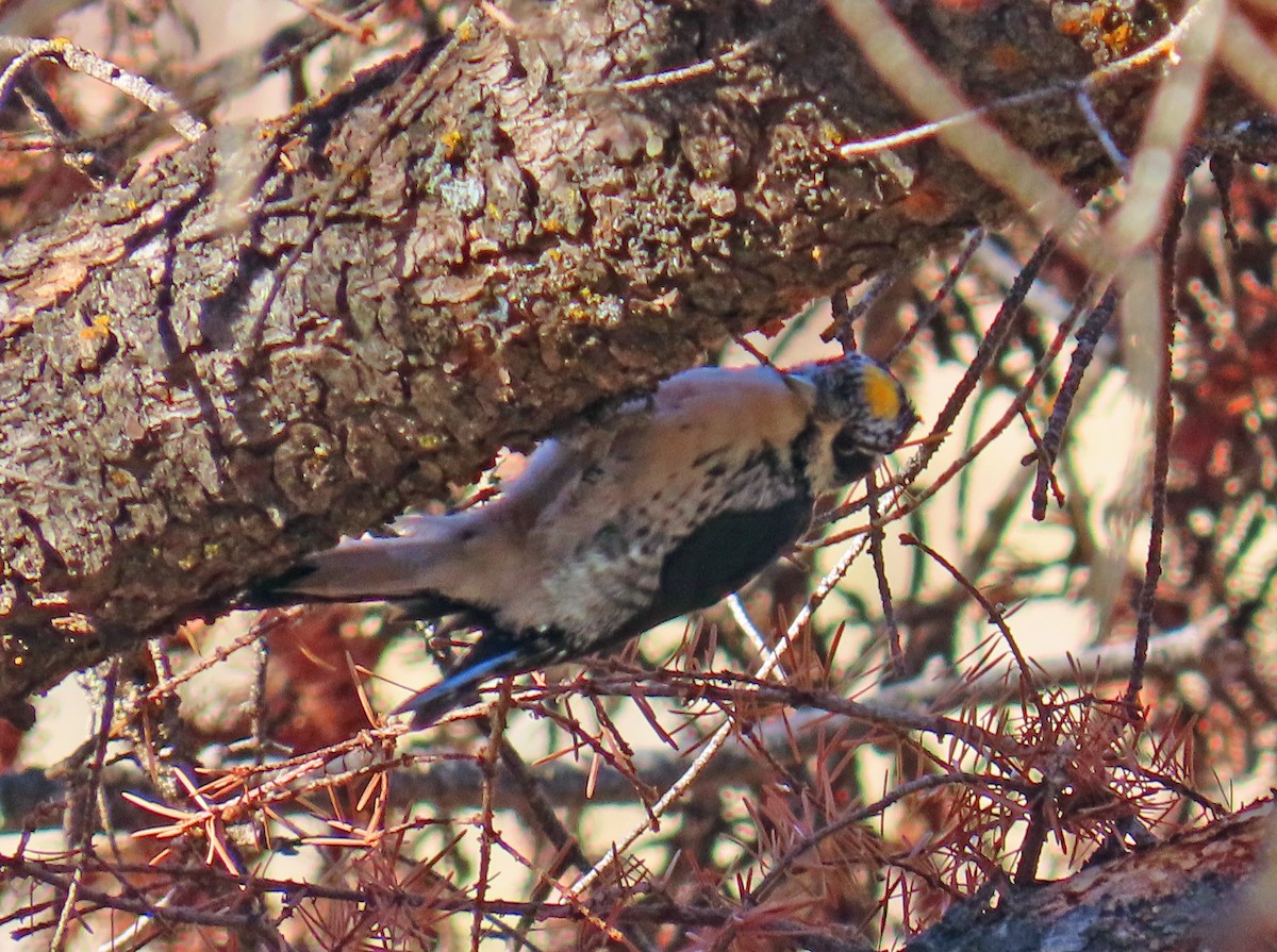 Amerika Üç Parmaklı Ağaçkakanı - ML644714920