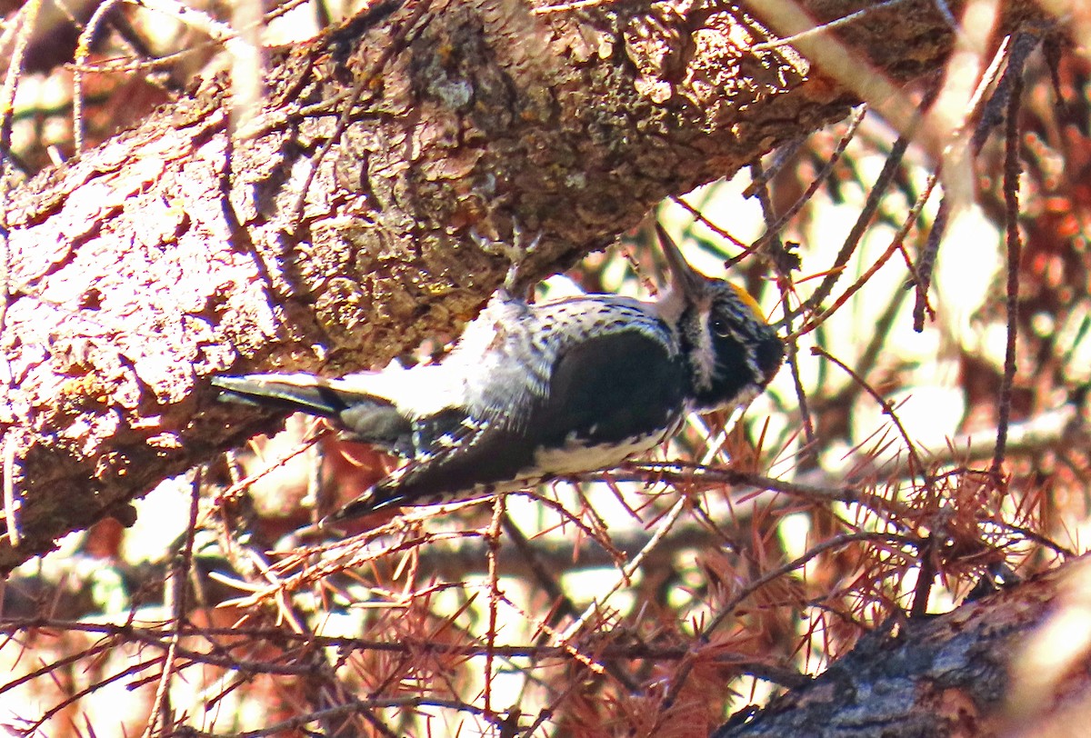 Amerika Üç Parmaklı Ağaçkakanı - ML644714921