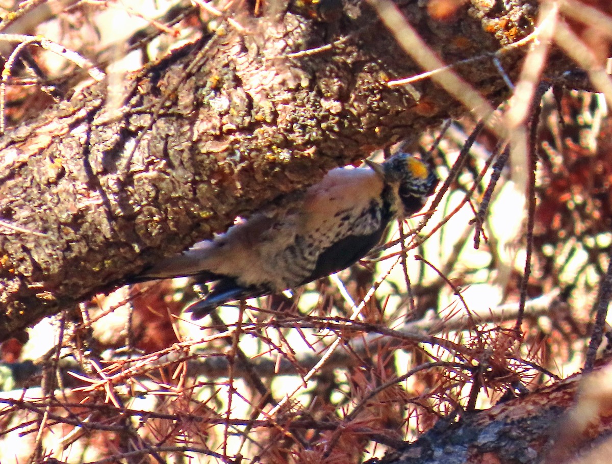 Amerika Üç Parmaklı Ağaçkakanı - ML644714922