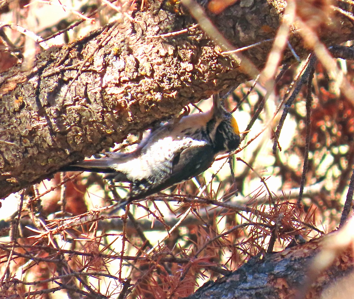 Amerika Üç Parmaklı Ağaçkakanı - ML644714923