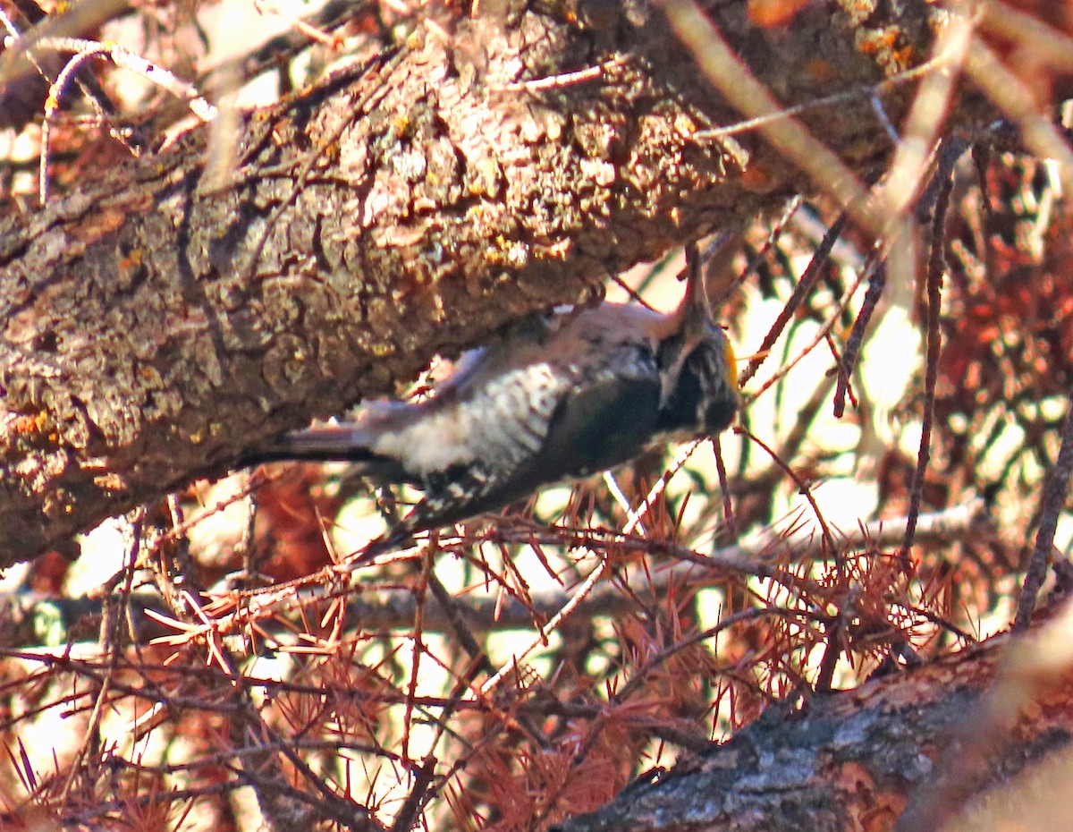 Amerika Üç Parmaklı Ağaçkakanı - ML644714924