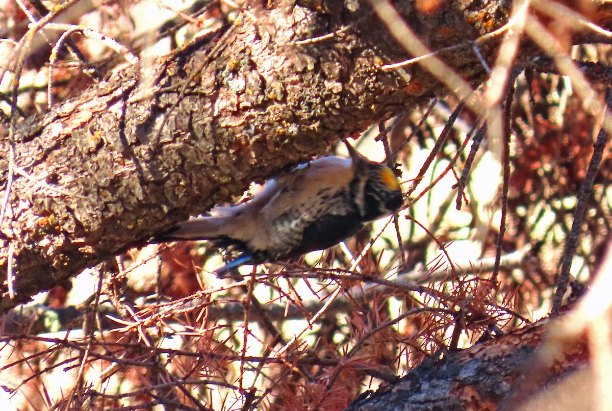 Amerika Üç Parmaklı Ağaçkakanı - ML644714925