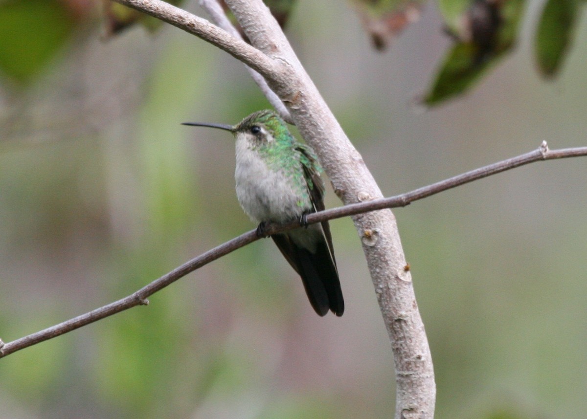 キューバヒメエメラルドハチドリ - ML644714926