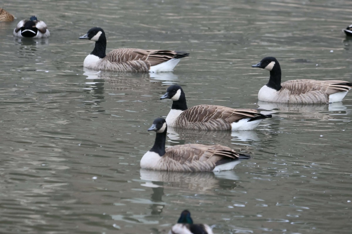 ברנטה קנדית - ML644714928
