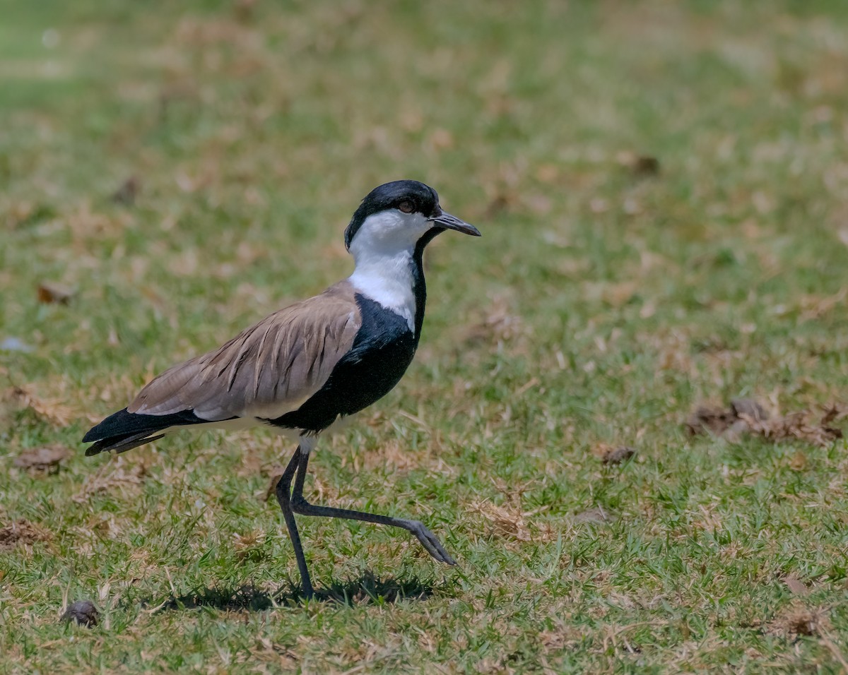 Vanneau à éperons - ML644714930