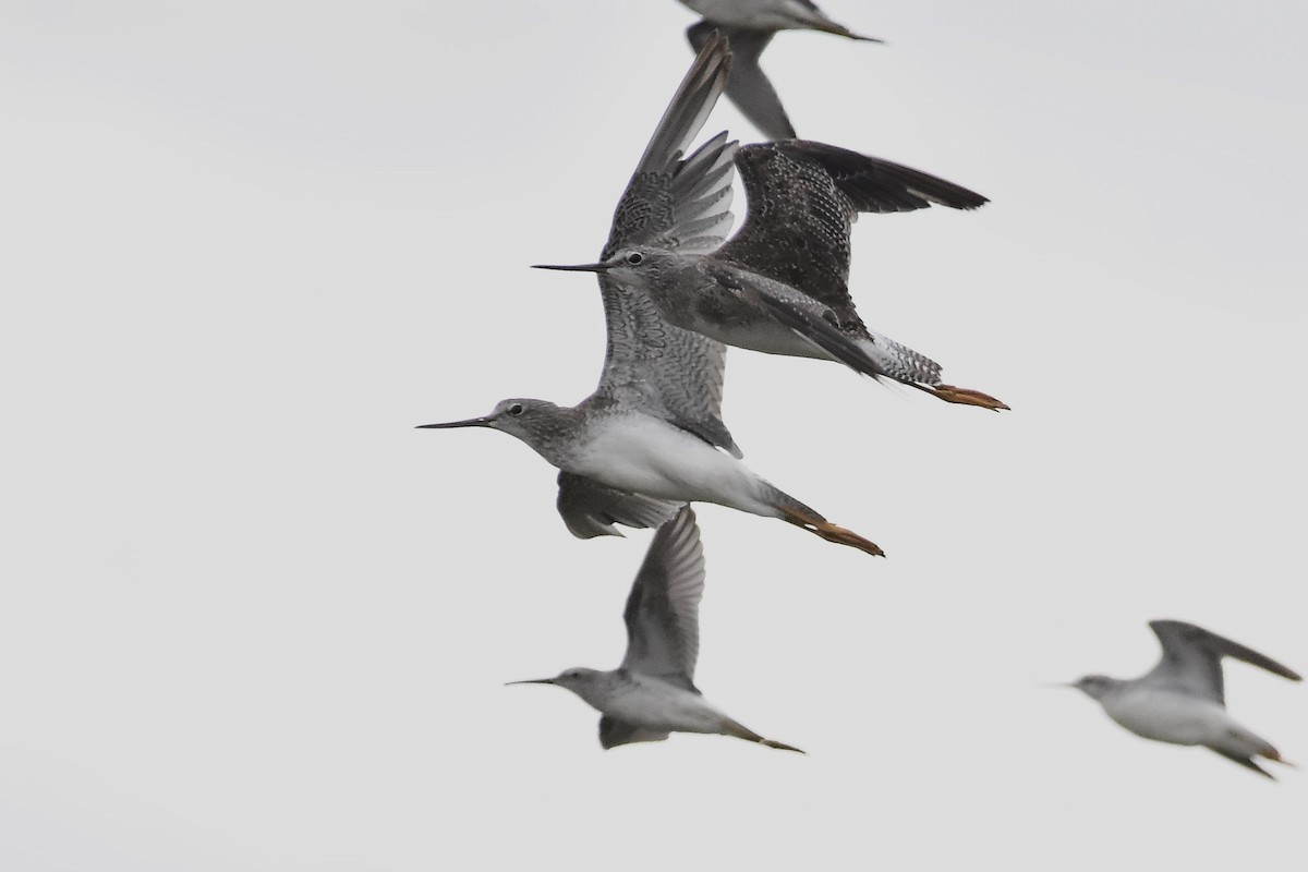 Tüpfelgelbschenkel - ML644714934