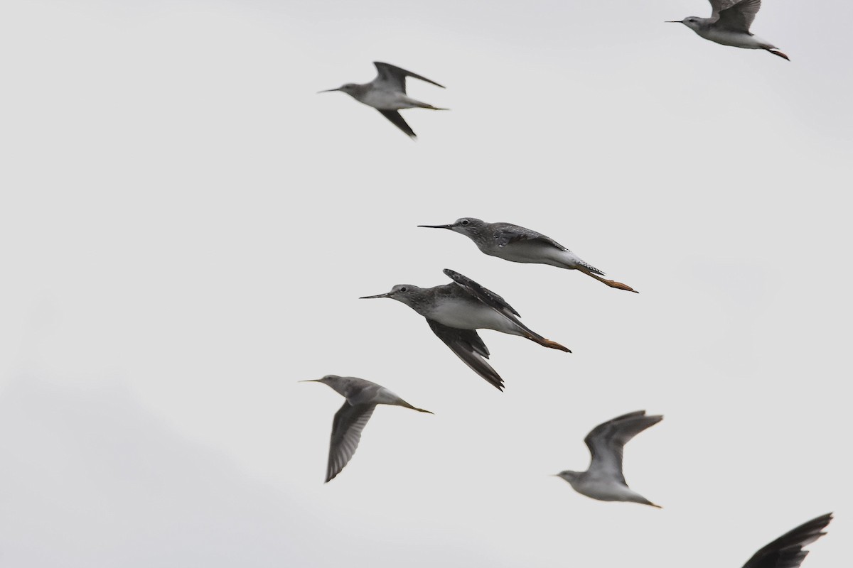 Tüpfelgelbschenkel - ML644714935