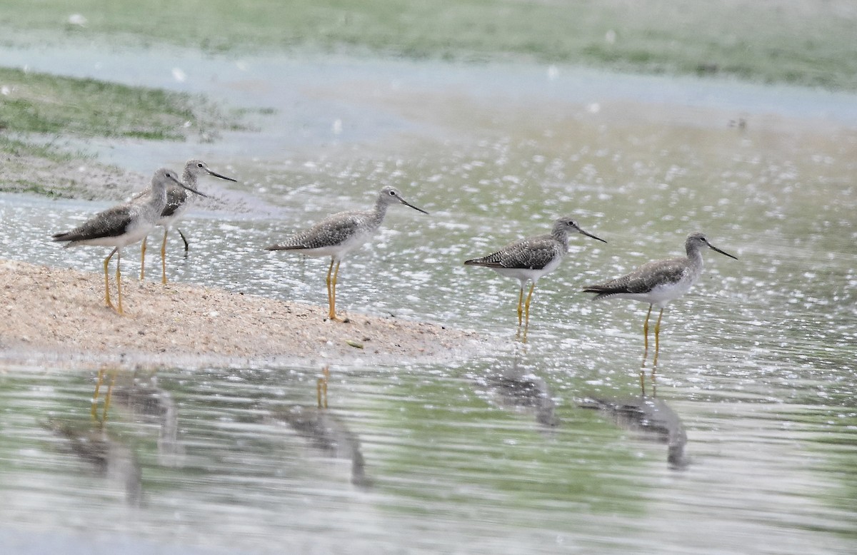 Tüpfelgelbschenkel - ML644714936