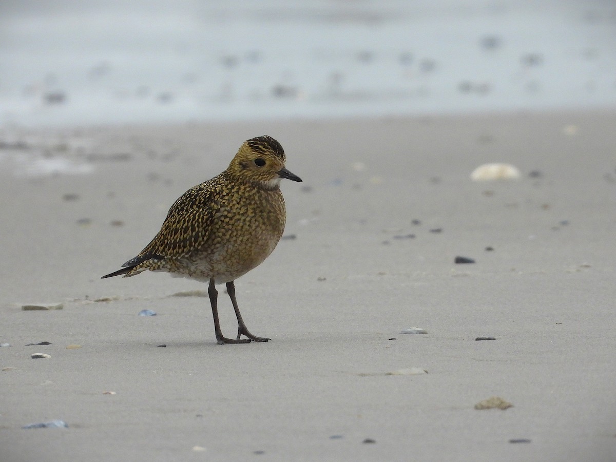 European Golden-Plover - ML644714937