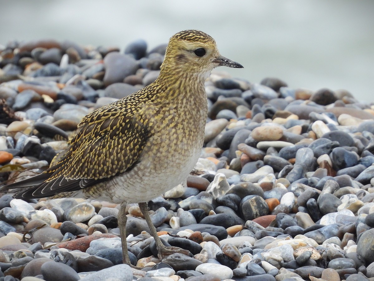 European Golden-Plover - ML644714938