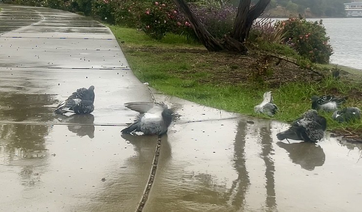 Kaya Güvercini (evcil tip) - ML644714949