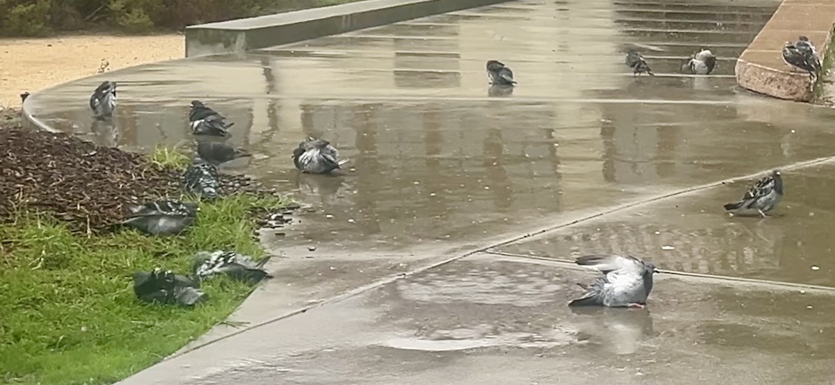 Kaya Güvercini (evcil tip) - ML644714950