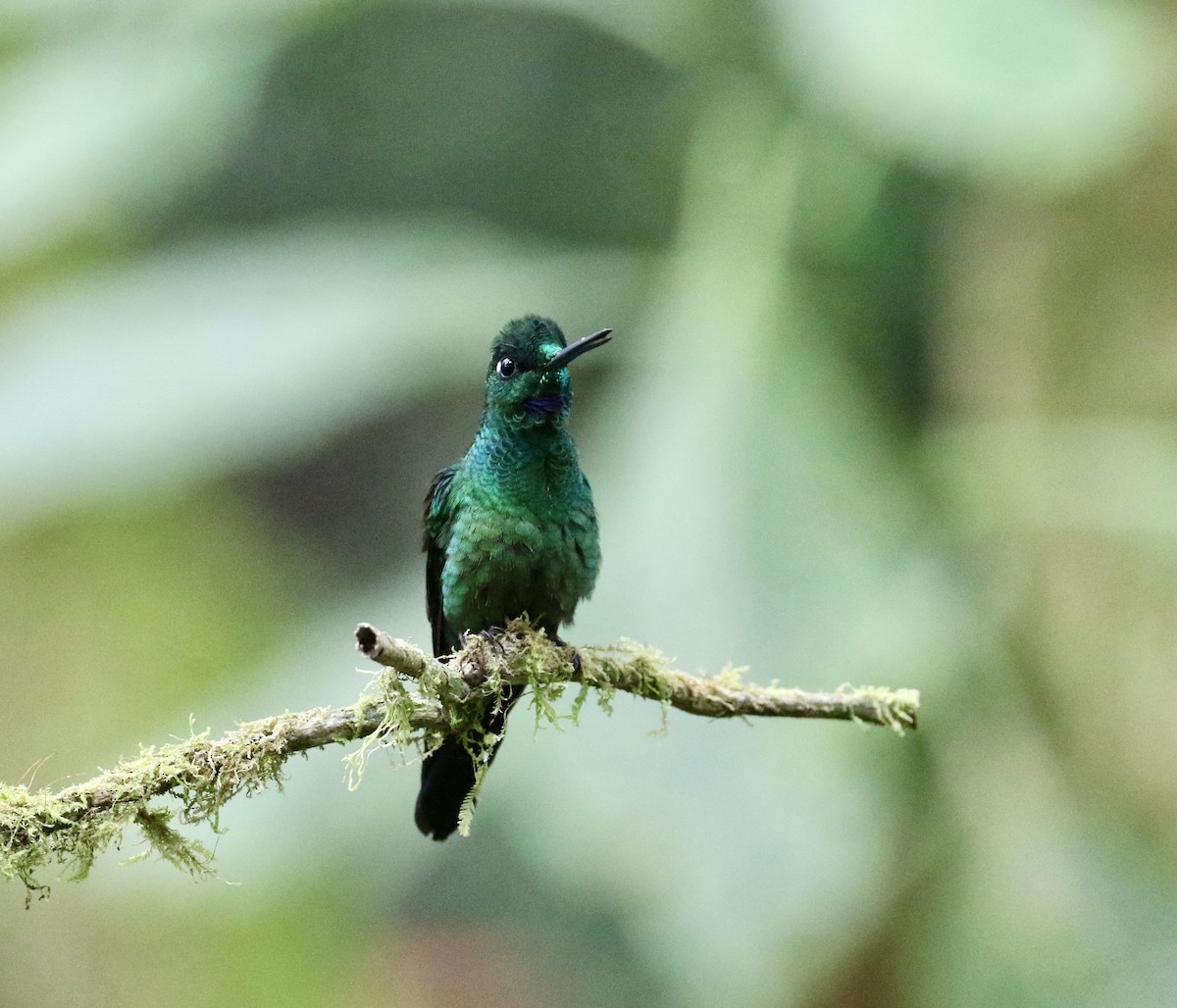 Green-crowned Brilliant - ML644714953