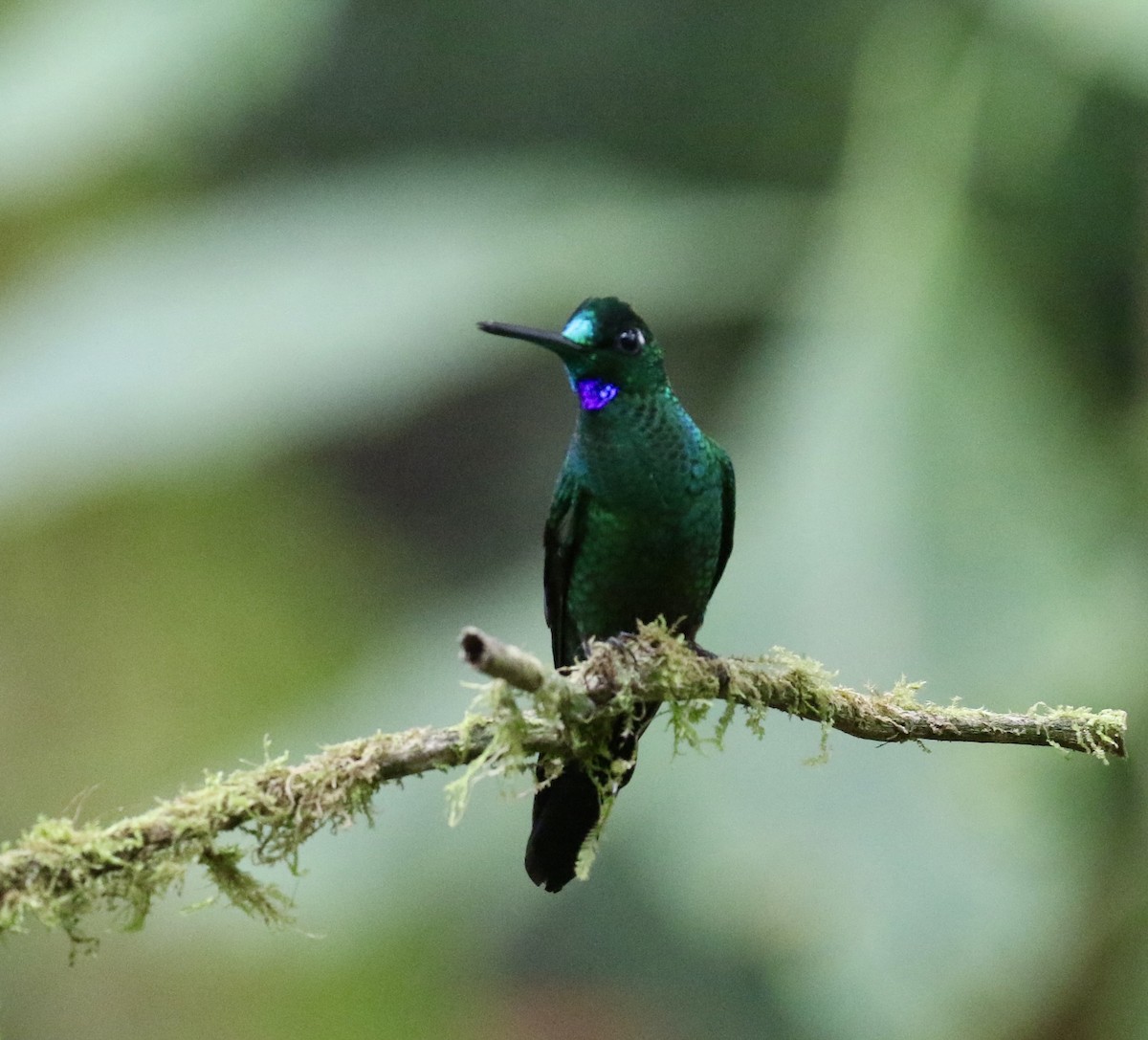 Green-crowned Brilliant - ML644714954