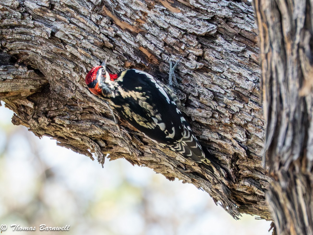 Rotnacken-Saftlecker - ML644714961