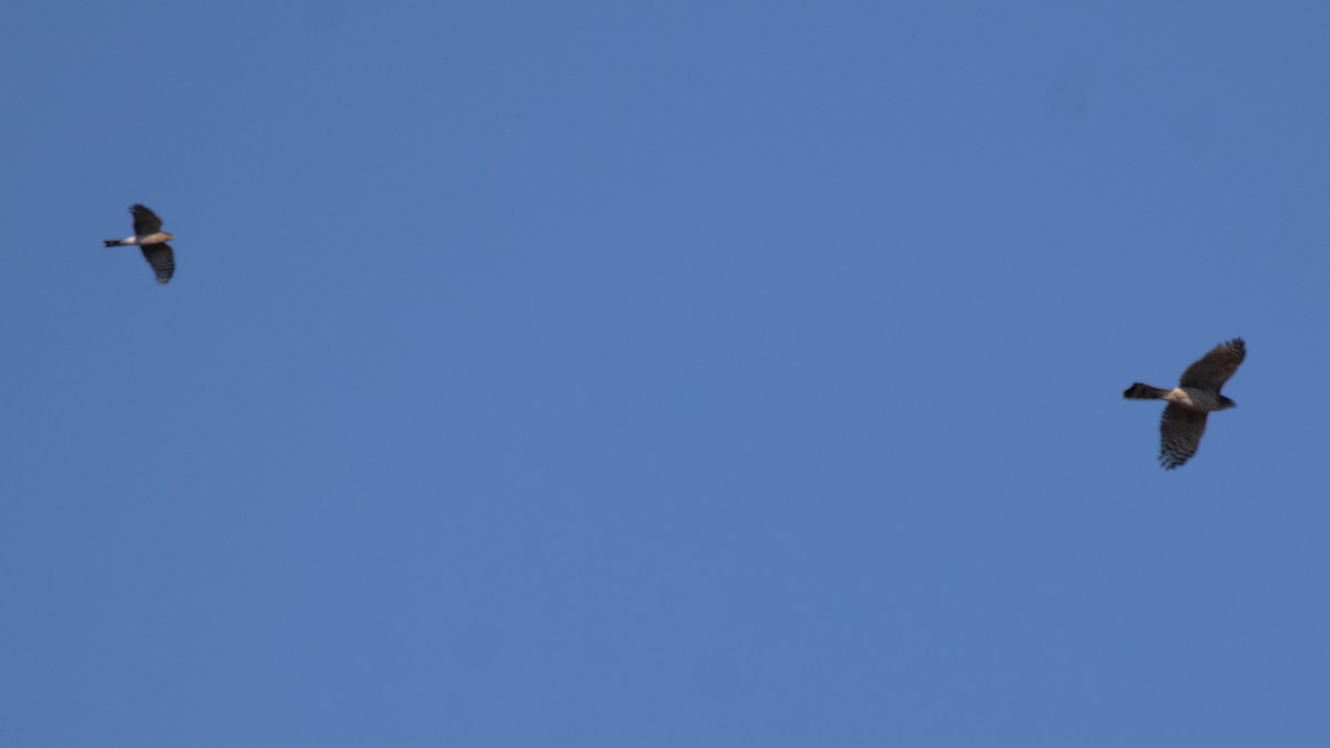 Sharp-shinned Hawk - ML644714963