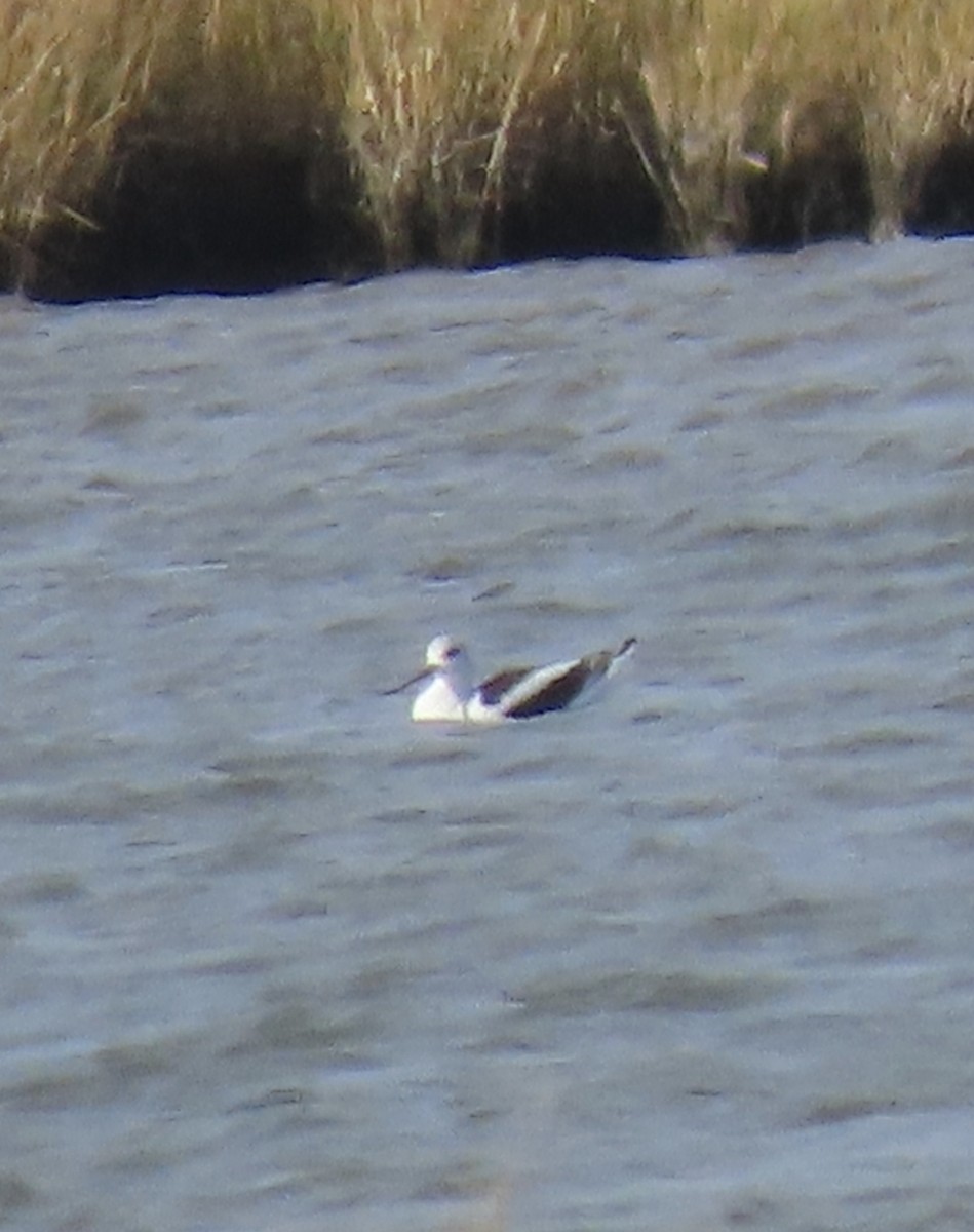 American Avocet - ML644714965