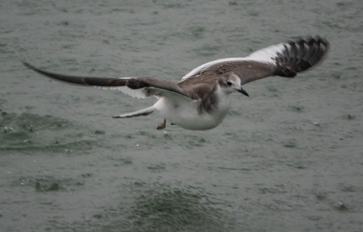 叉尾鷗 - ML644714971