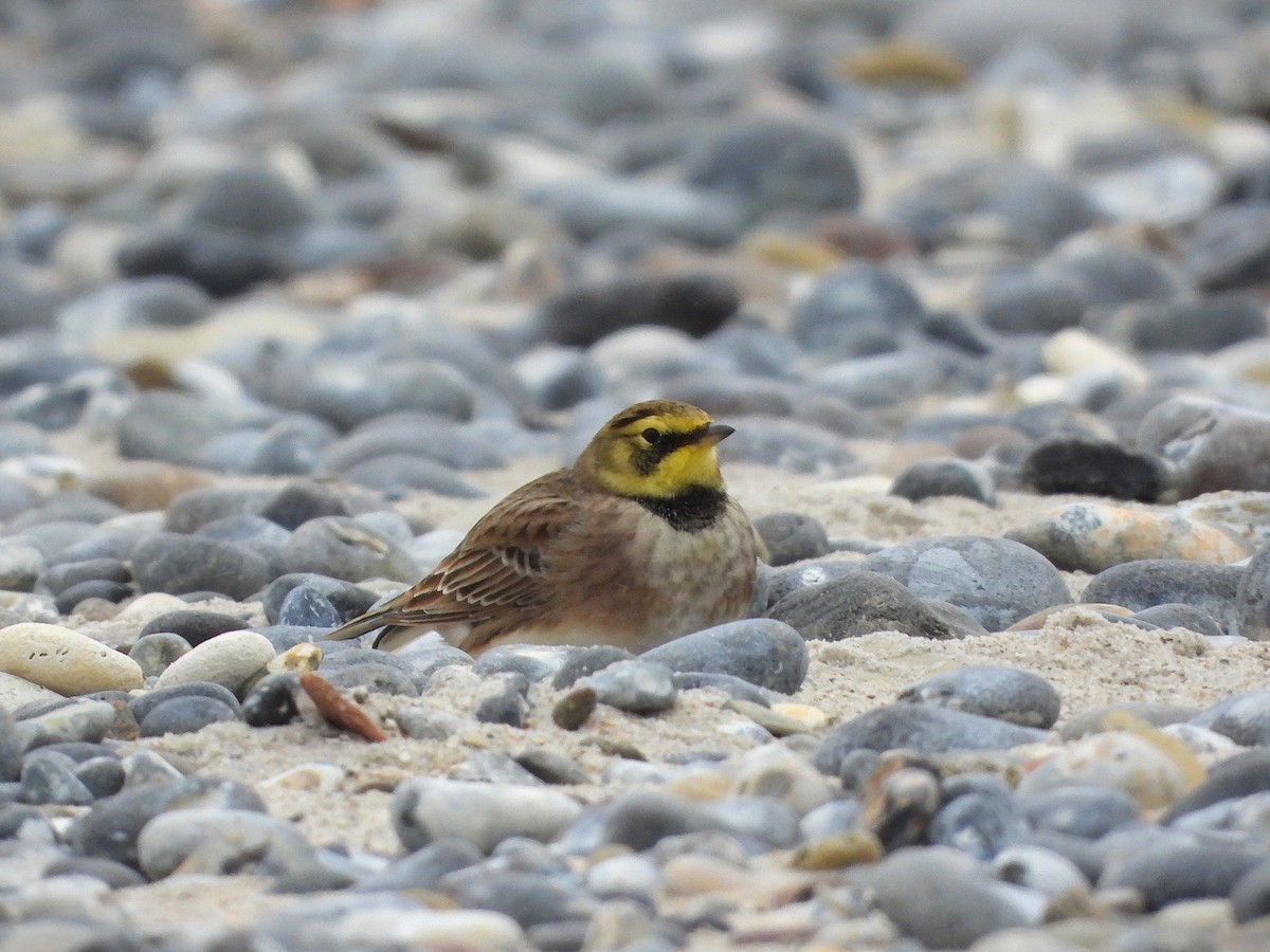 Жайворонок рогатий - ML644714972