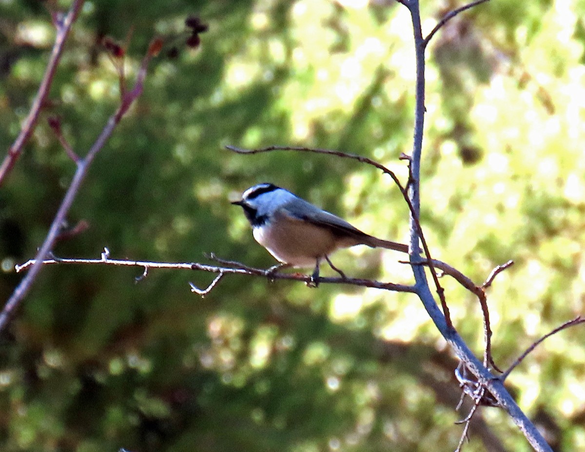 Gambel Baştankarası - ML644714973