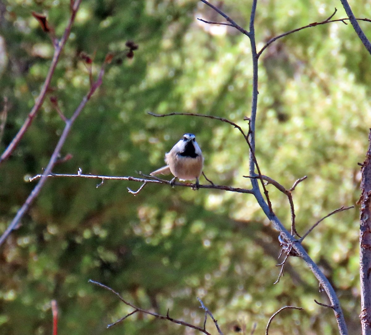 Gambel Baştankarası - ML644714974