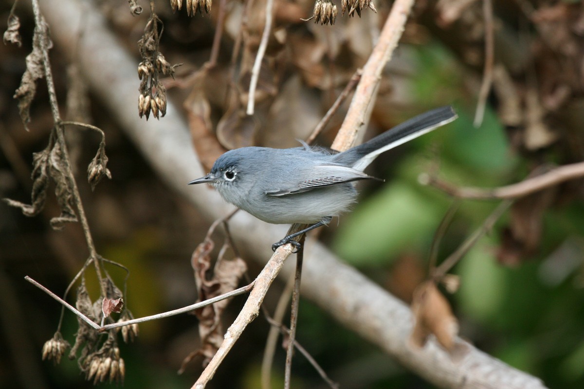 ブユムシクイ - ML644714975