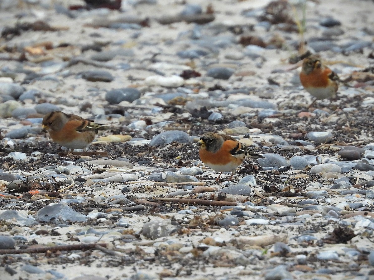 В'юрок - ML644714976