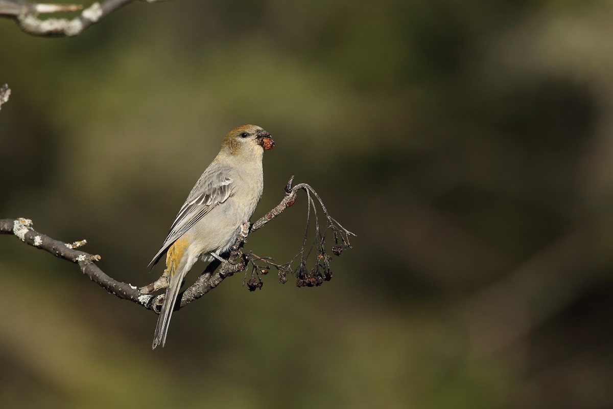 Tayga Çütresi - ML644714983