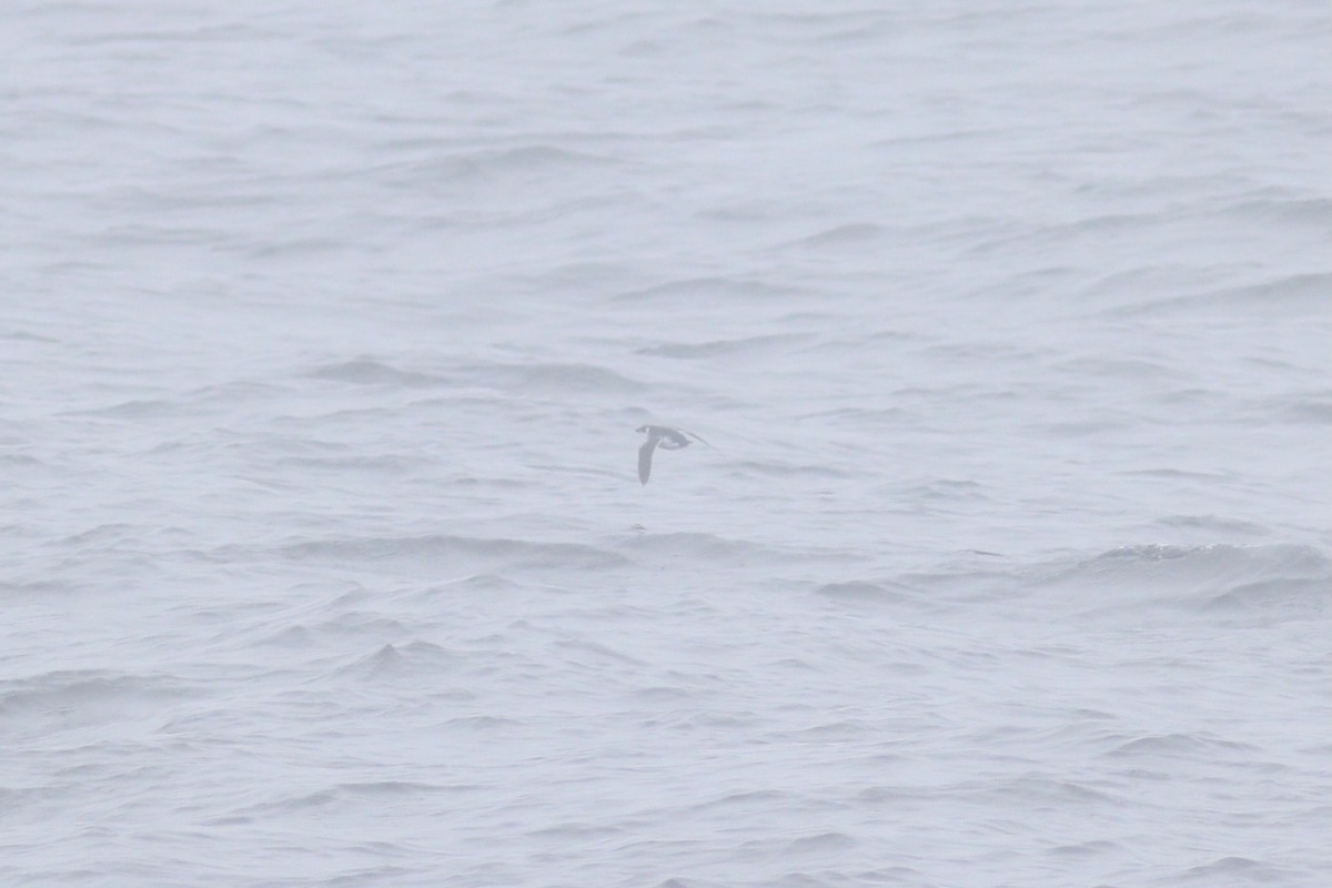 Dovekie - ML644714989