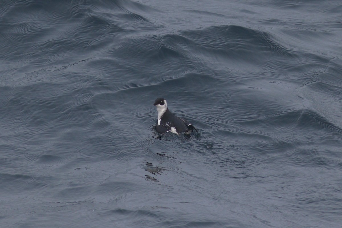 Dovekie - ML644714990