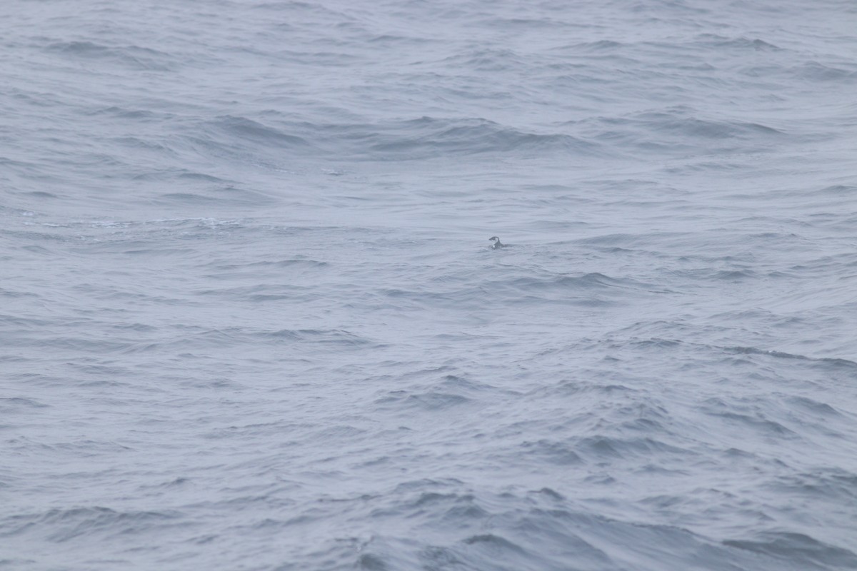 Dovekie - ML644714991