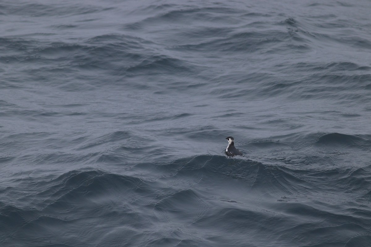 Dovekie - ML644714992