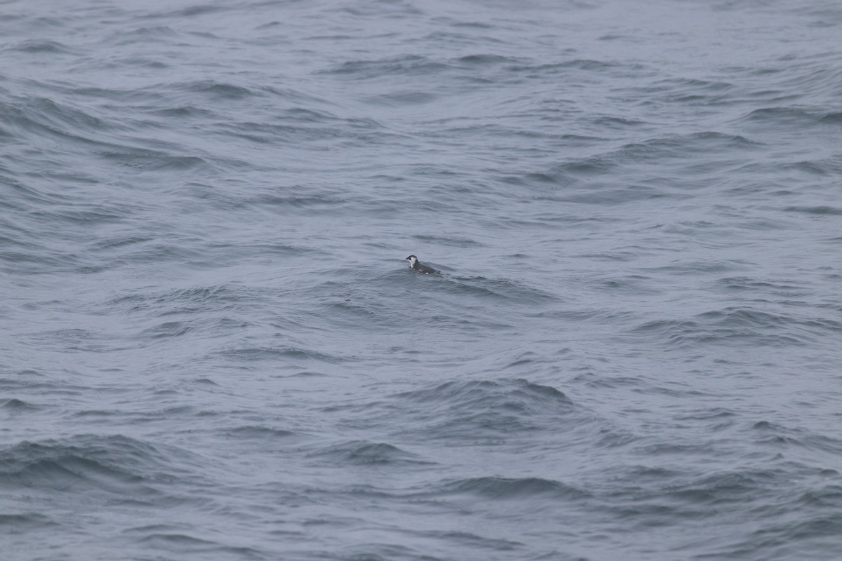 Dovekie - ML644714993