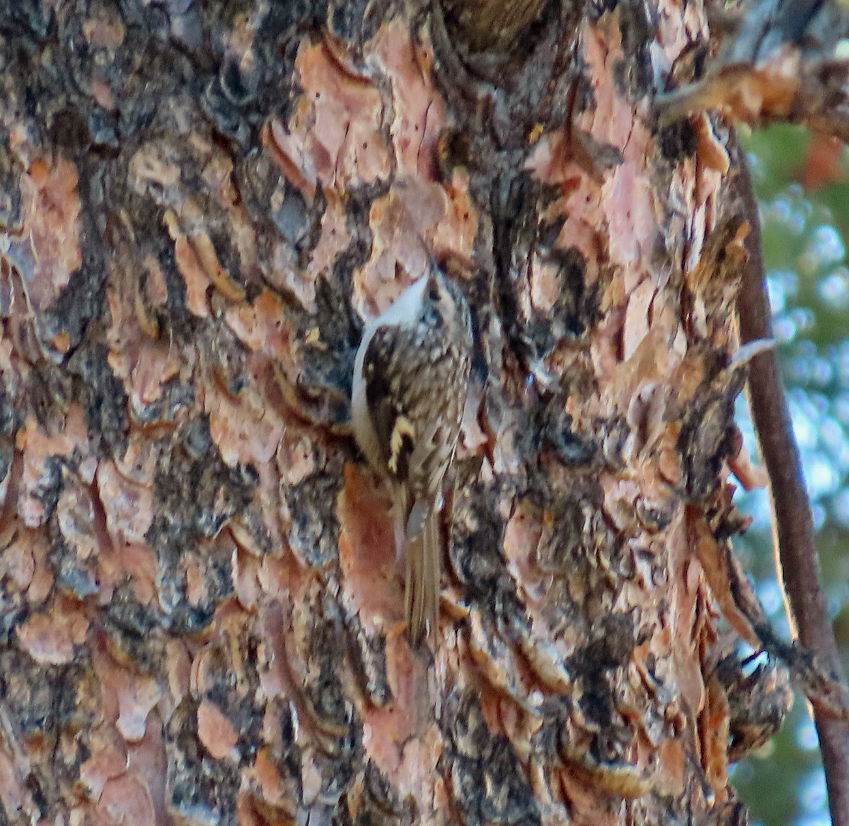 Brown Creeper - ML644715001
