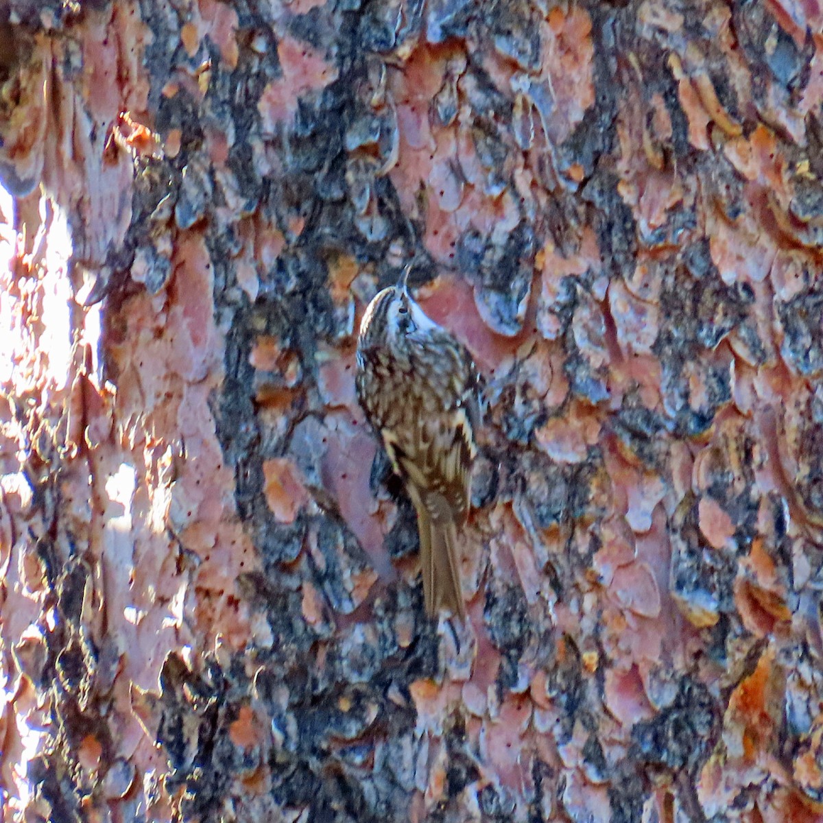Brown Creeper - ML644715002
