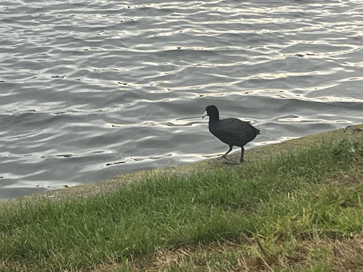 Лиска американська - ML644715005