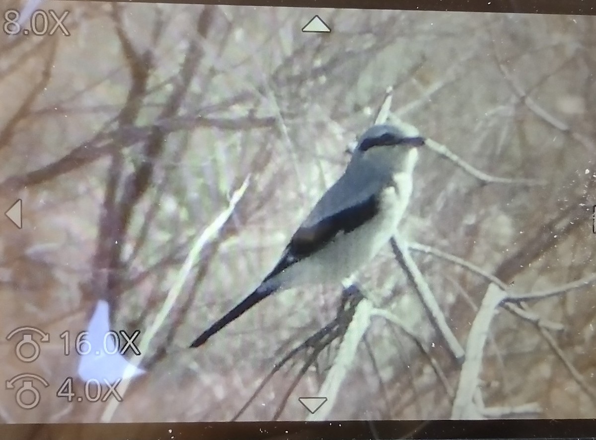 Boreal Örümcekkuşu - ML644715007