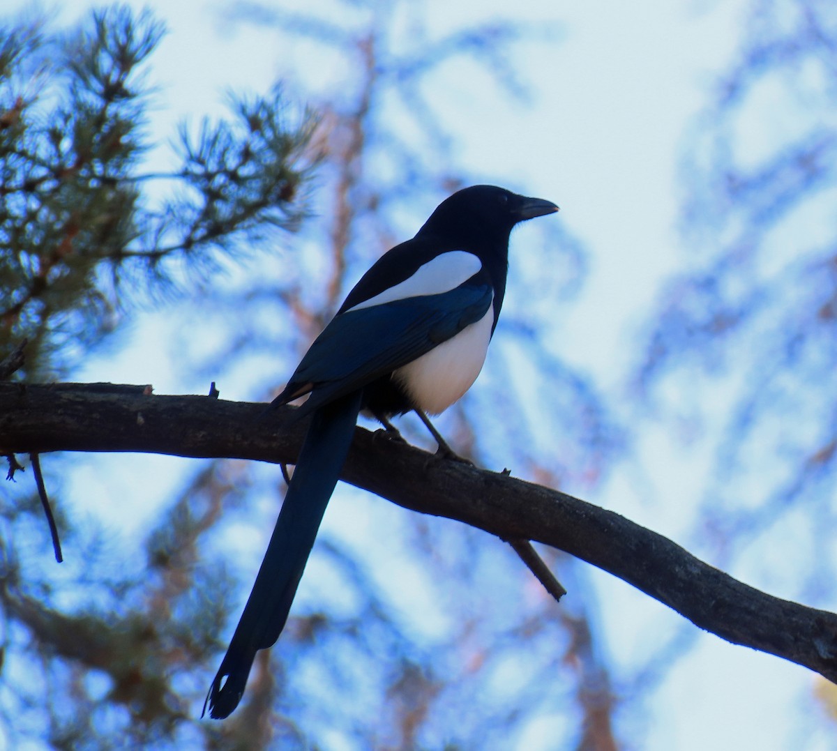 Kara Gagalı Saksağan - ML644715009