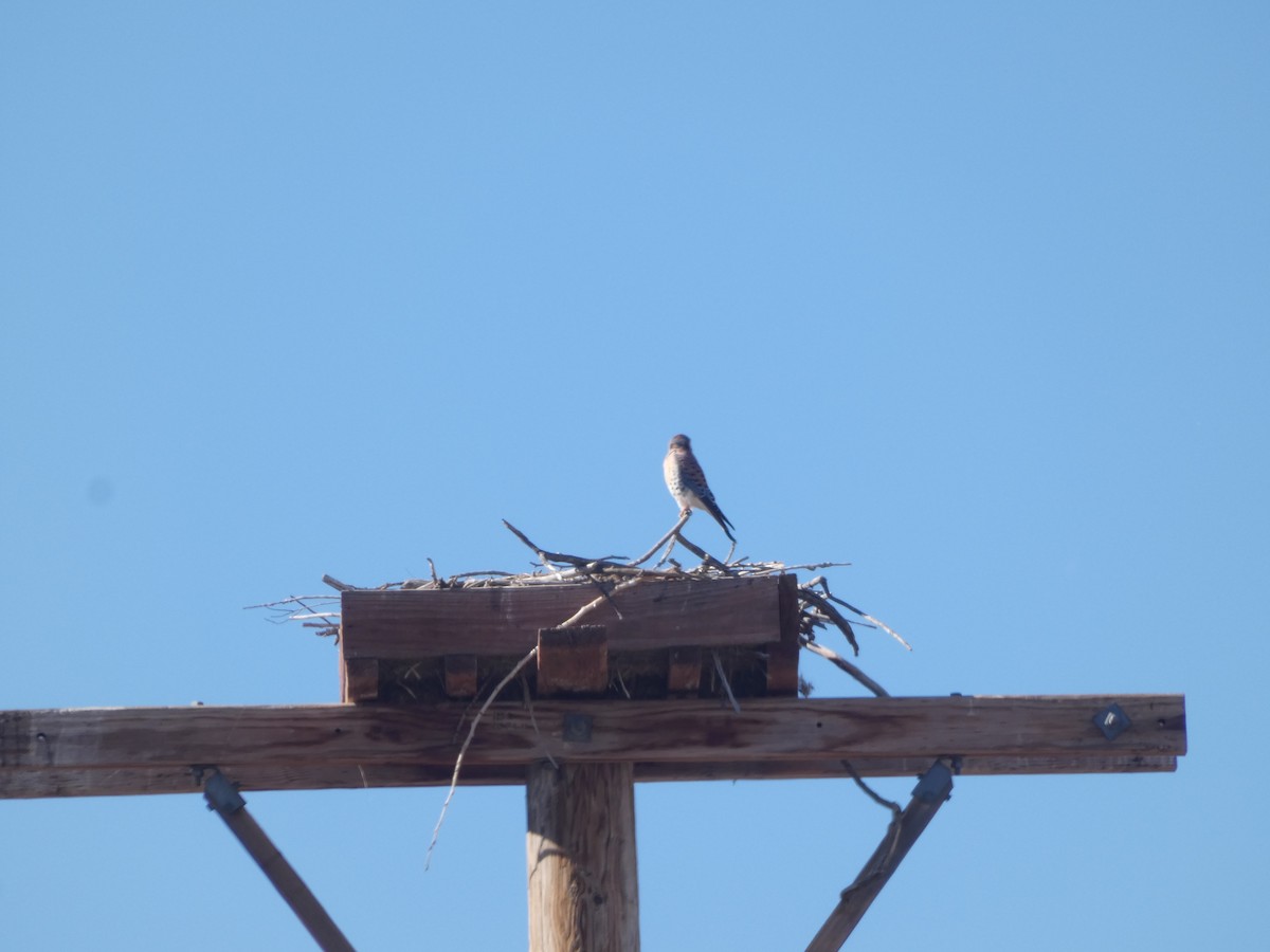 Ala Kerkenez - ML644715010