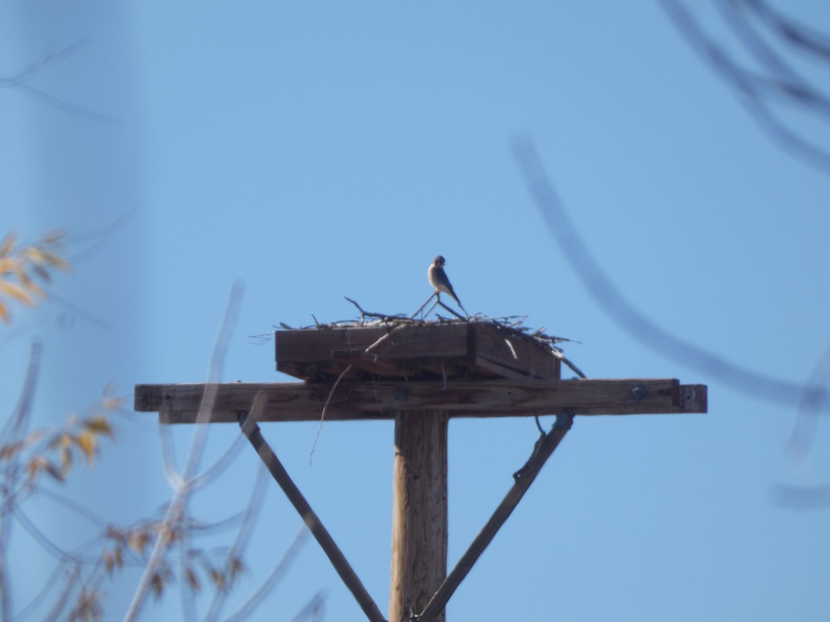 Ala Kerkenez - ML644715011