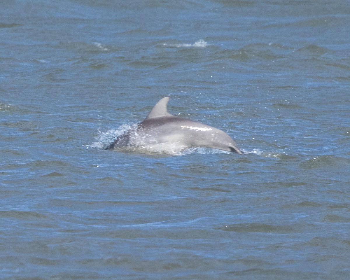 Animals - ML644715012