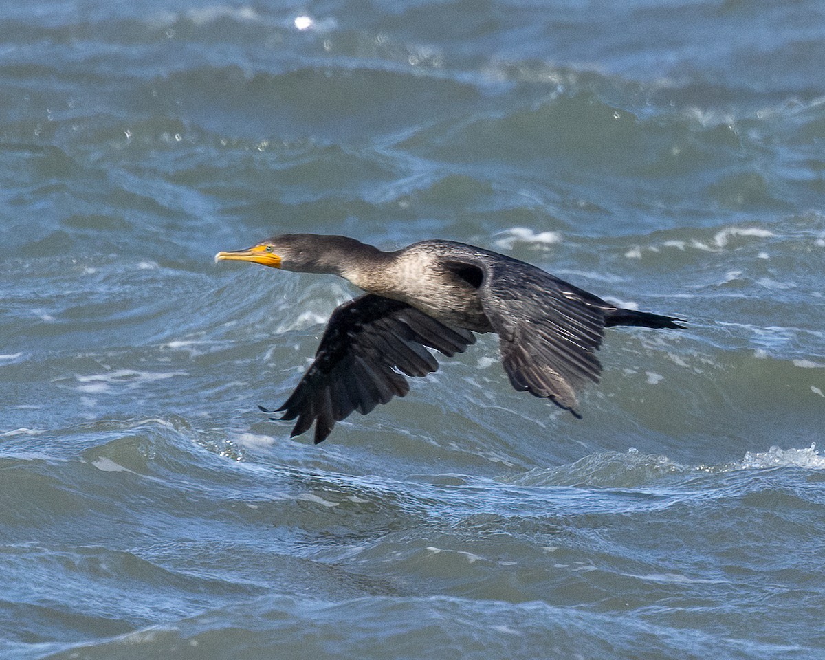 Double-crested Cormorant - ML644715016
