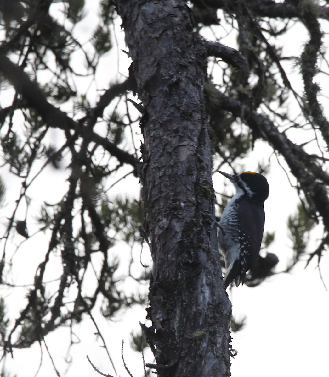 Black-backed Woodpecker - ML644715018