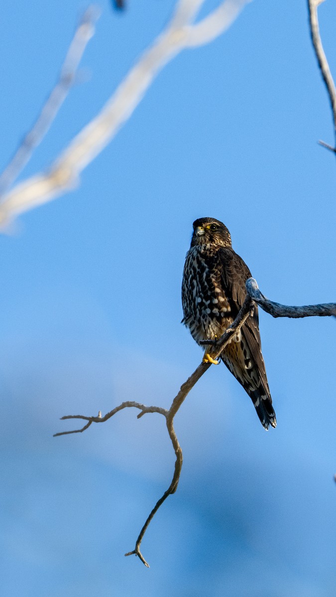 Хайргууна шонхор - ML644715019