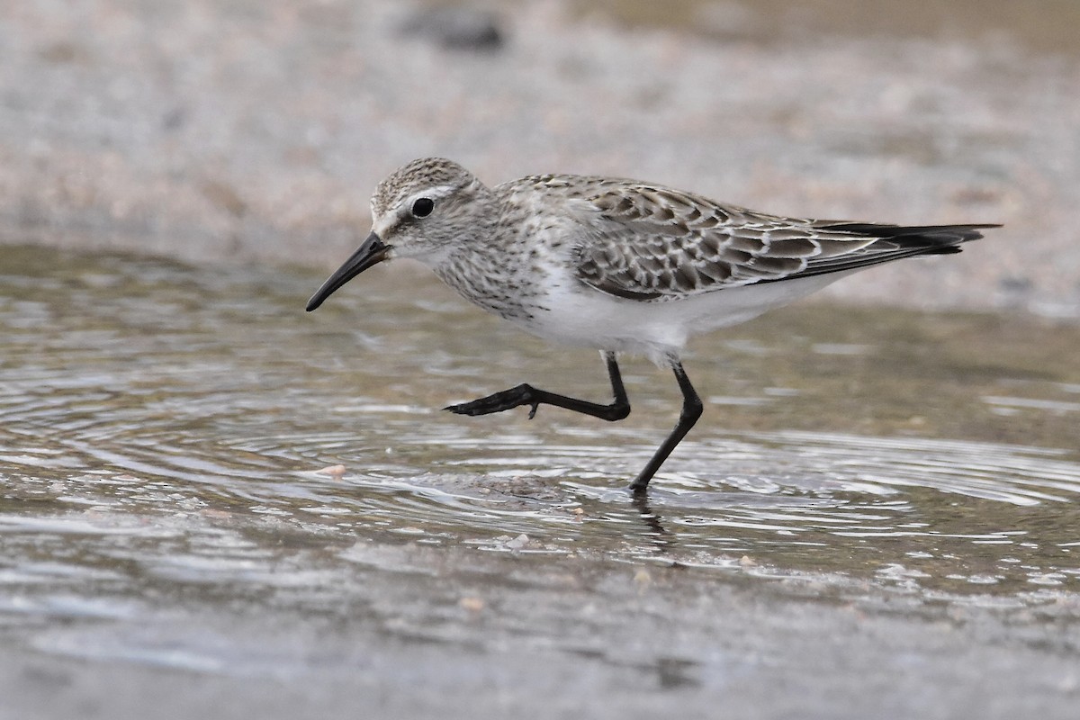 Weißbürzel-Strandläufer - ML644715022