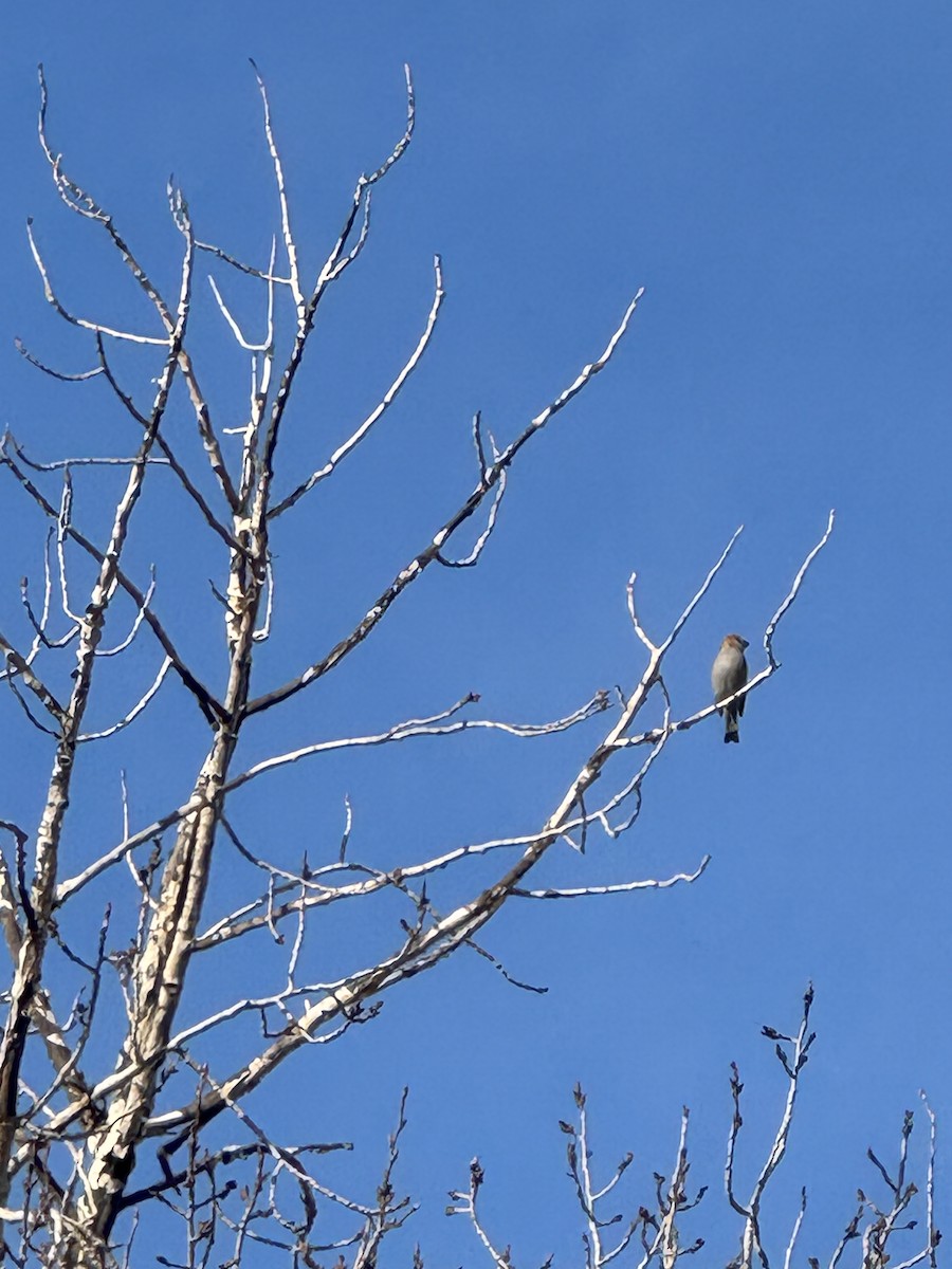 Tayga Çütresi - ML644715025