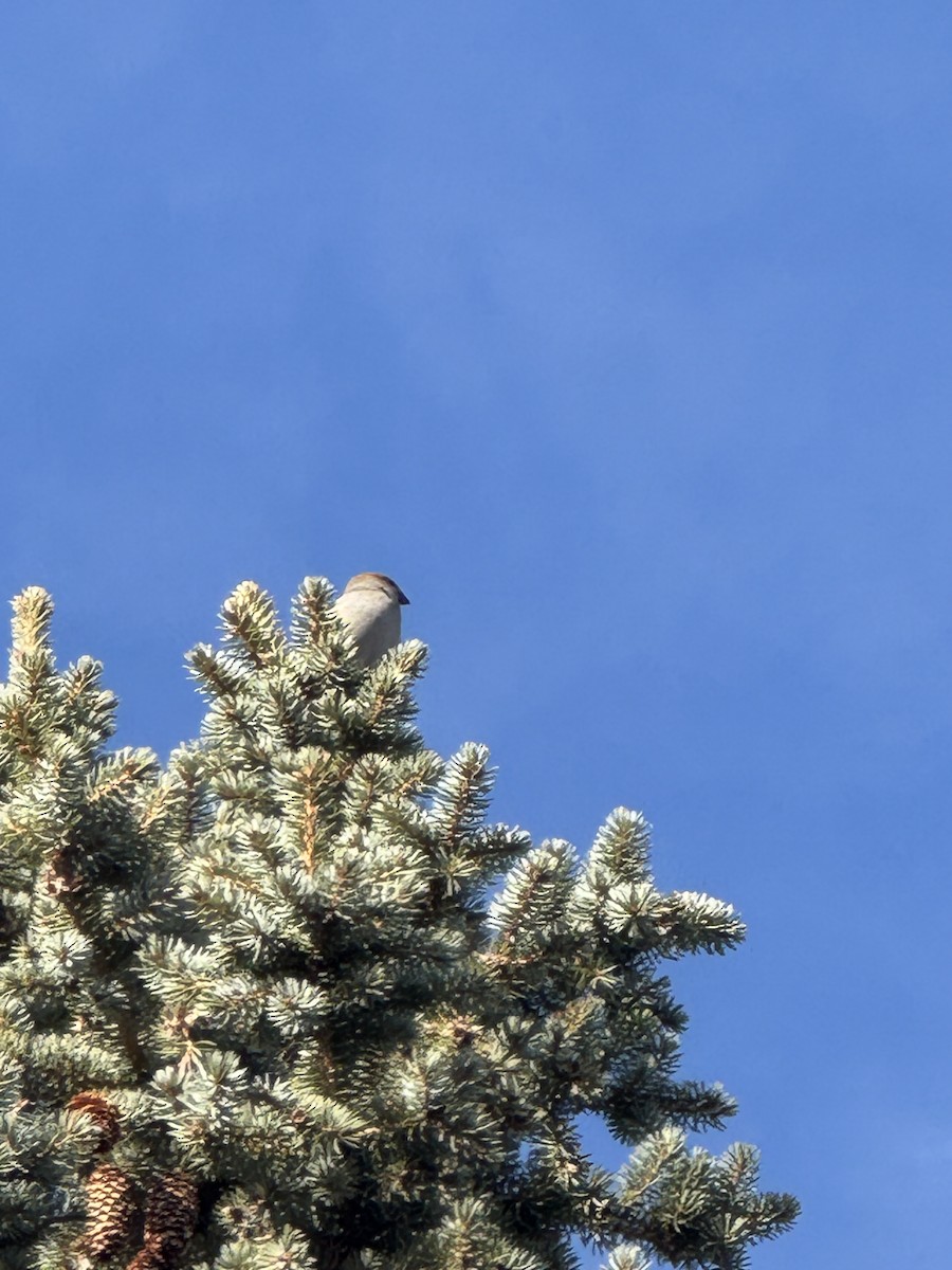 Tayga Çütresi - ML644715026