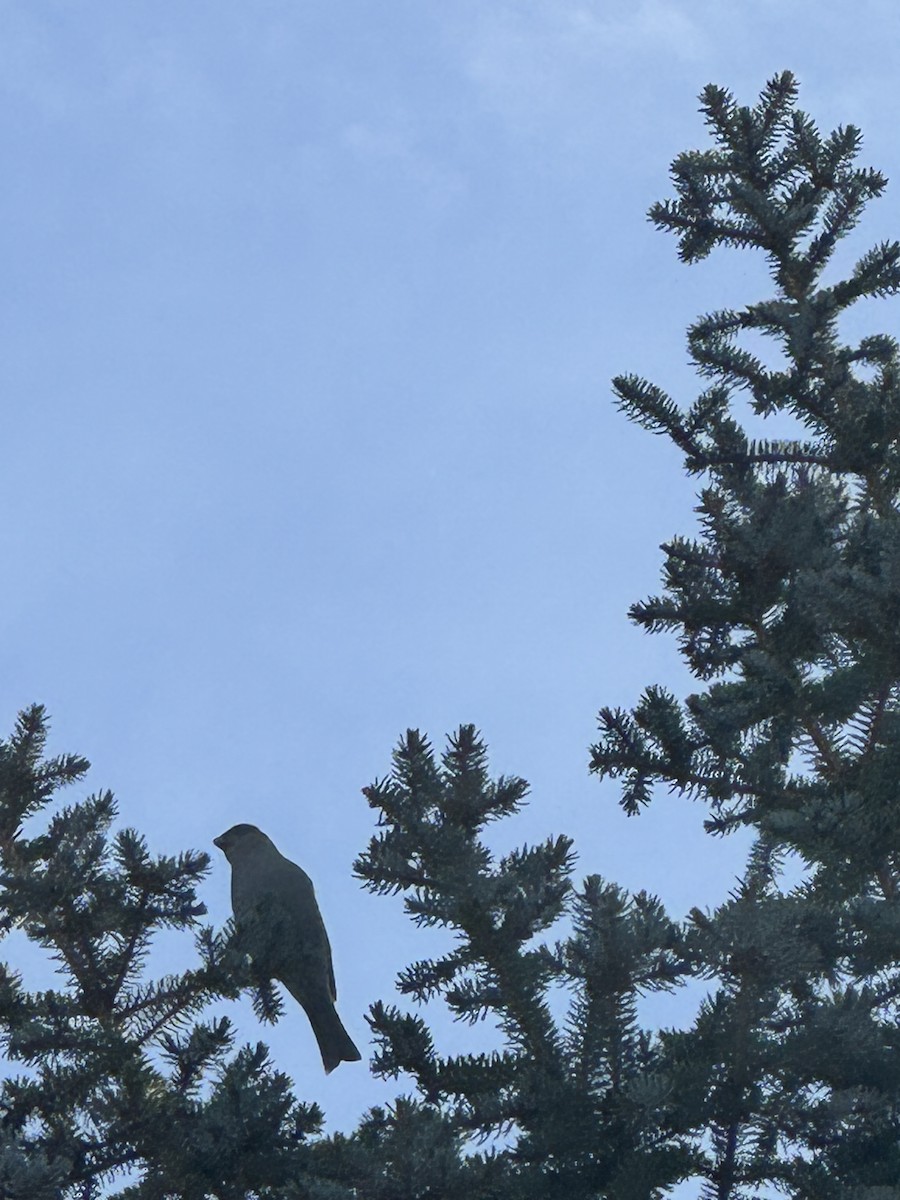 Tayga Çütresi - ML644715027